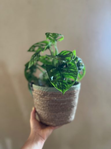 your urban greens